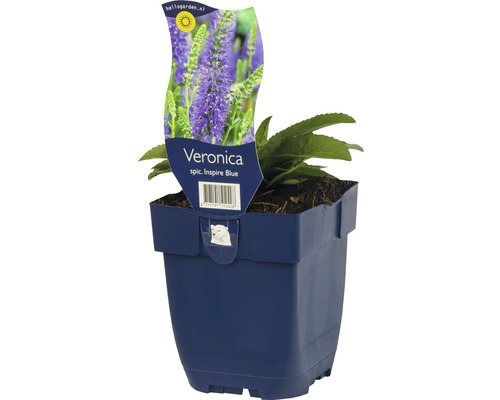 Veronika klasnatá FloraSelf Veronica spicata 'Inspire Blue' 5-25 cm kvetináč 0,5 l