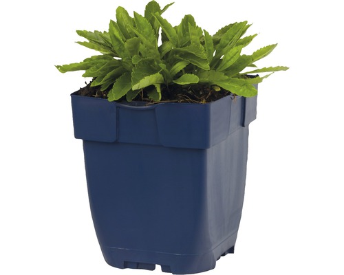 Rastlina v kvetináči v plastovom kvetináči