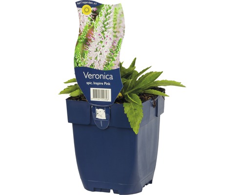 Veronika klasnatá FloraSelf Veronica spicata 'Insprie Pink'' výška 5-25 cm kvetináč 0,5 l