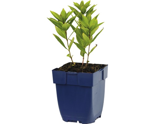 Hortenzia v kvetináči