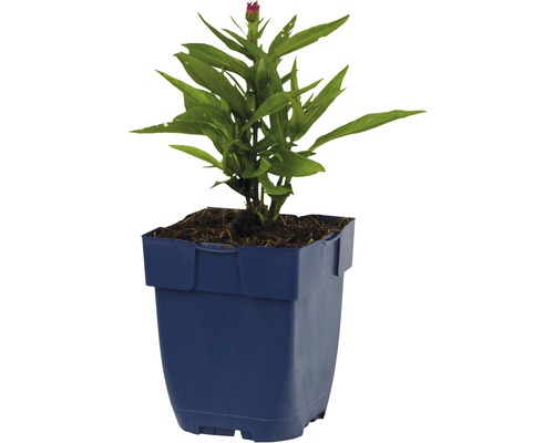 Cínia rastlina v kvetináči