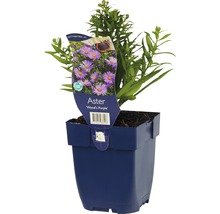 Astra ''Wood''s Purple'' v kvetináči