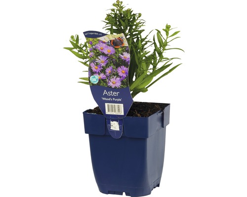 Astra, astra krovinatá FloraSelf Aster dumosus 'Woods Purple' výška 5-20 cm kvetináč 0,5 l