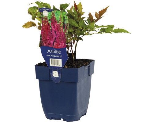 Astilbe v kvetináči