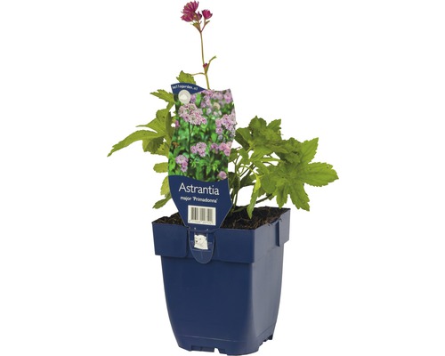 Jarmanka väčšia ''Primadonna'' v kvetináči