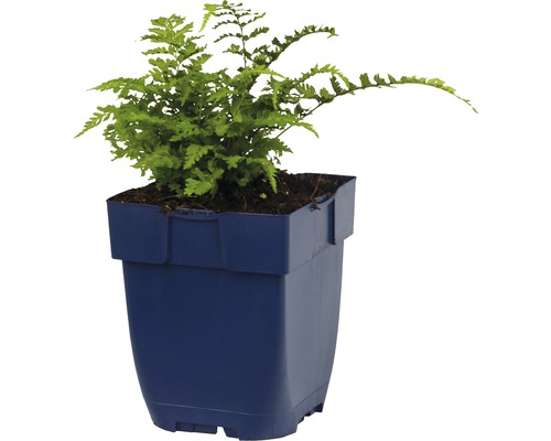 Zelená papraď v plastovom kvetináči