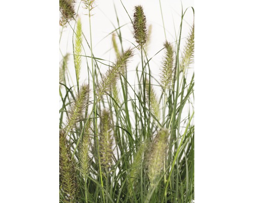 Perovec psiarkovitý FloraSelf Pennisetum alopecuroides 'Hameln' 20-50 cm kvetináč 6 l