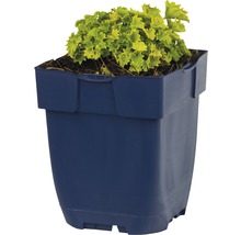 Heuchera v kvetináči