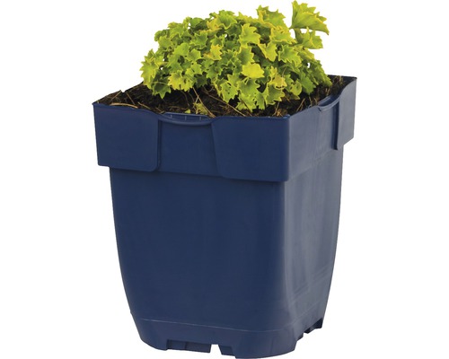 Heuchera v kvetináči