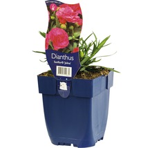 Klinček Sunflor Jolina v kvetináči
