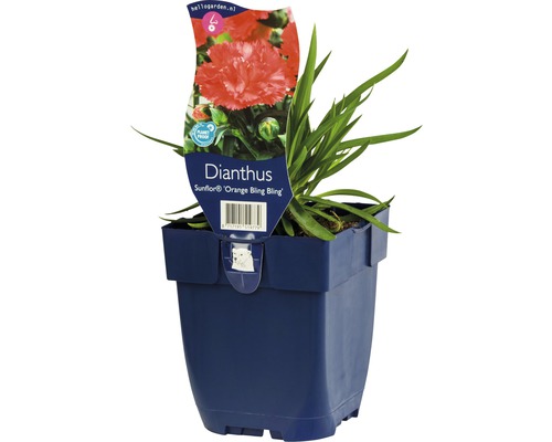 Klinček půdopokryvný FloraSelf Dianthus 'Sunflower Orange Bling Bling' 5-15 cm kvetináč 0,5 l