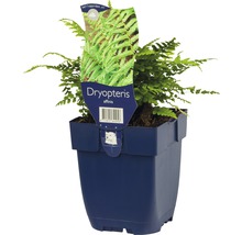 Dryopteris affinis v kvetináči