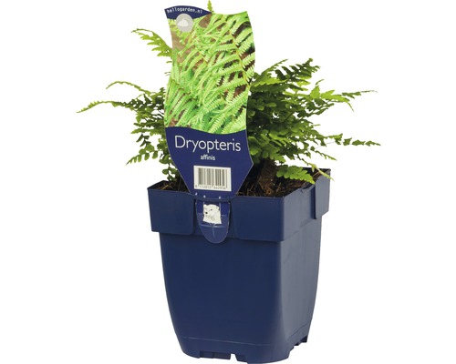 Dryopteris affinis v kvetináči