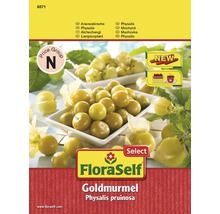 Balenie FloraSelf Goldmurmel Physalis Pruinosa