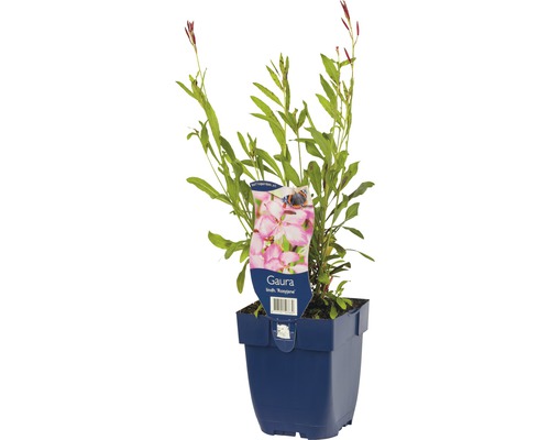 Gaura lindheimerova FloraSelf Gaura lindheimeri 'Rosy Jane' výška 5-20 cm kvetináč 0,5 l Kvetina Gaura v kvetináči