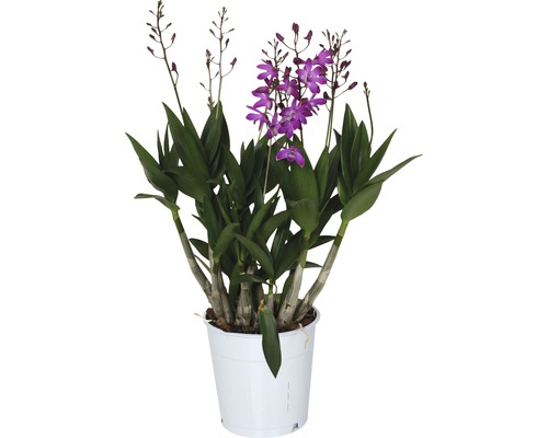 Dendróbium Dendrobium x hybrid 'Berry Oda' výška 35-45 cm kvetináč Ø 12 cm