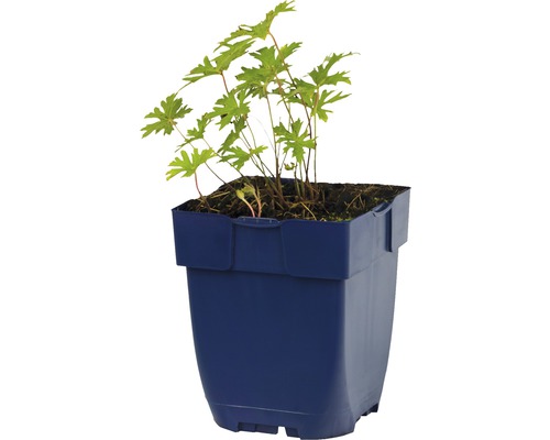 Geránium v kvetináči