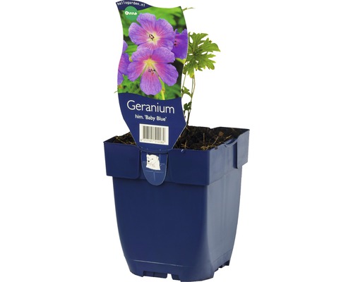 Pelargónie Baby Blue v kvetináči