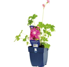 Pelargónie Orkney Pink v kvetináči