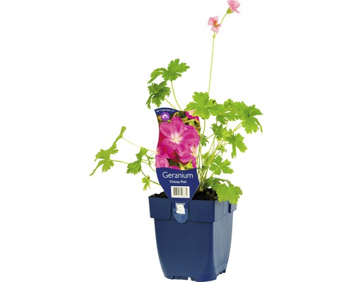 Pelargónie Orkney Pink v kvetináči