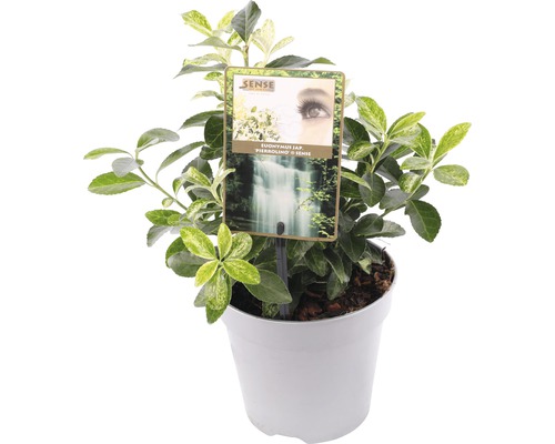 Bršlen Fortuneov FloraSelf Euonymus japonica 'Pierrolino' 15-20 cm kvetináč 1,5 l Japonský bršlen v kvetináči s etiketou
