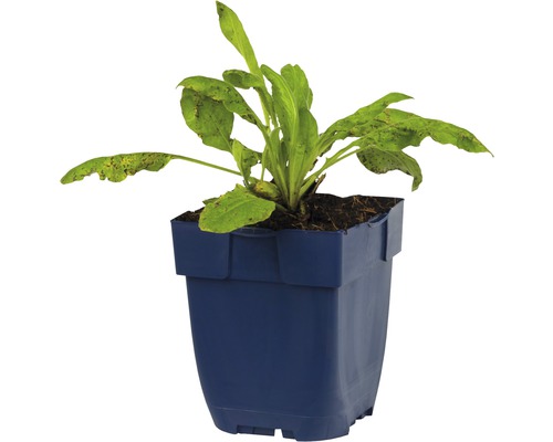 Šťavel v kvetináči