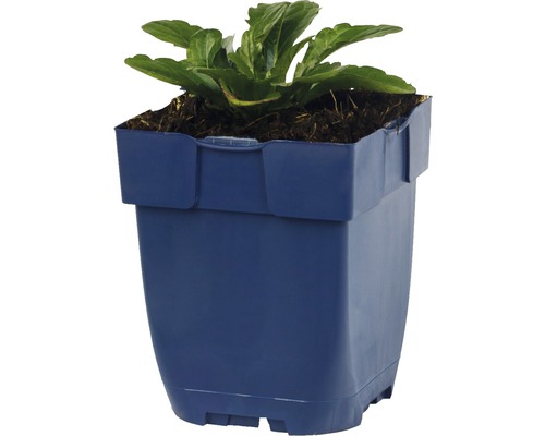 Plastový kvetináč s rastlinou