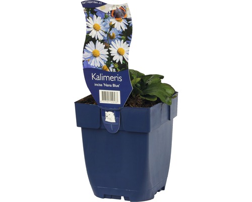 Kalimeris incisa Nana Blue v kvetináči