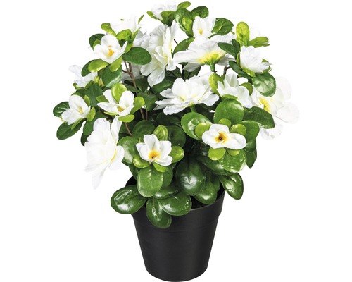 Umelá rastlina azalka 24 kvetov biela 26 cm v plastovom kvetináči 10 x 9 cm