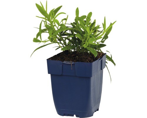 Rastlina estragónu v kvetináči