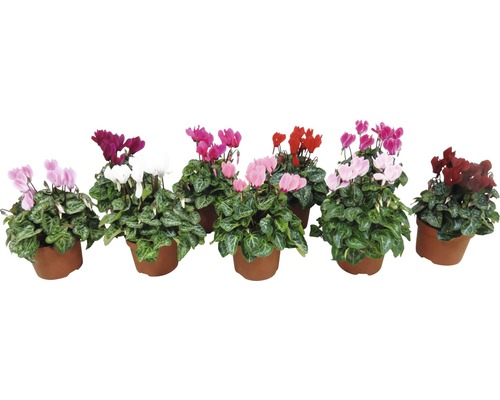 Cyklamén perzský mini FloraSelf Cyclamen persicum 'Partio Micro' kvetináč Ø 6 cm 1 ks, rôzne farby