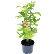 Maliník jesenný žltý FloraSelf Rubus idaus 'Fallgold' 40-50 cm kvetináč 2 l
