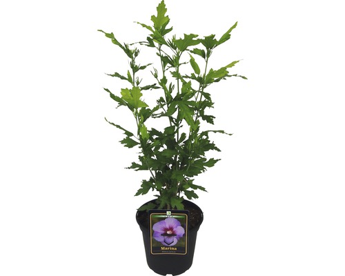 Ibištek v kvetináči, odroda Marina