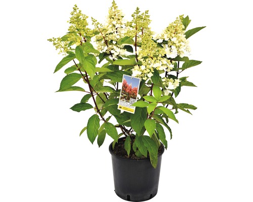 Hortenzia metlinatá Hydrangea paniculata 'Pinky Winky' výška 40-60 cm kvetináč 5 l Metlinatá hortenzia v kvetináči