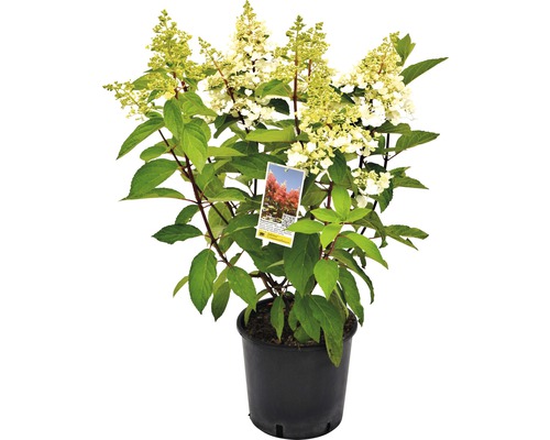 Hortenzia metlinatá Hydrangea paniculata 'Pinky Winky' výška 40-60 cm kvetináč 5 l