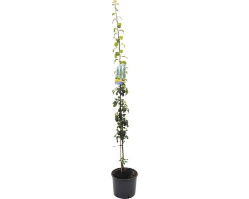 Slivka domáca BIO stĺpovitá samoopelivá FloraSelf Bio Prunus domestica 'Anja' 130-150 cm kvetináč 10 l