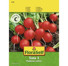 Reďkovka 'Saxa 3' FloraSelf-thumb-0