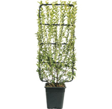 Vtáčí zob rastúci v kvetináči na mreži