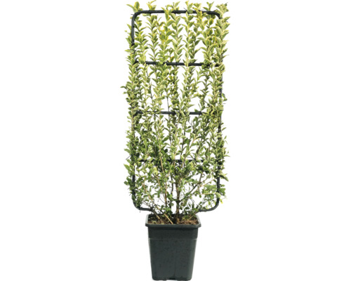 Vtáčí zob rastúci v kvetináči na mreži