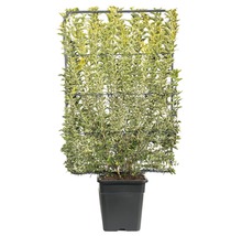 Popínavá rastlina Euonymus japonicus v kvetináči s mriežkou