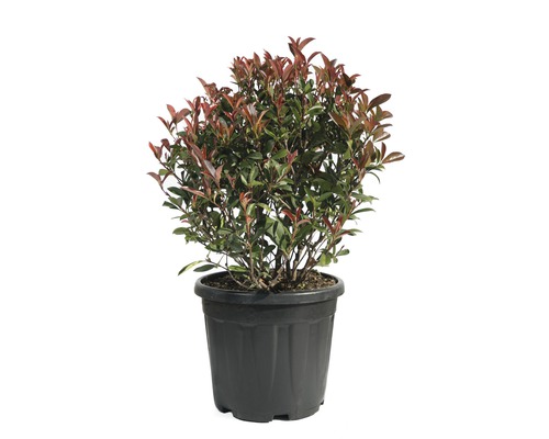 Červienka guľa FloraSelf Photinia fraseri 'Robusta Compacta' Ø 40/45 cm kvetináč 18 l