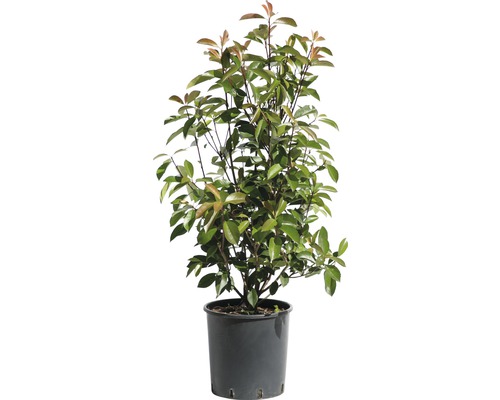 Červienka Fraserova FloraSelf Photinia fraseri 'Red Robin' výška 80-100 cm kvetináč 10 l