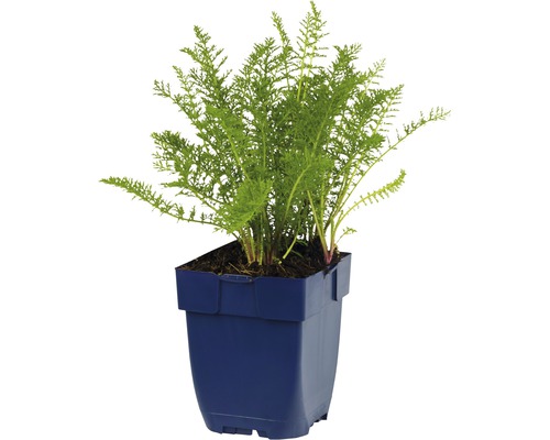 Rebríček obyčajný v kvetináči