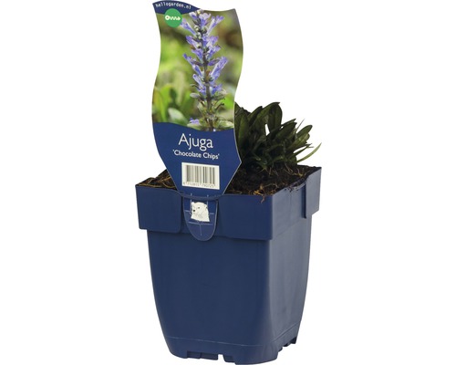 Zbehovec plazivý FloraSelf Ajuga reptans 'Chocolate Chips' 10-15 cm kvetináč 0,5 l Zbehovec plazivý ''Chocolate Chips'' v kvetináči