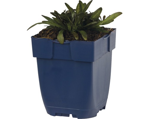 Plastový kvetináč s rastlinou