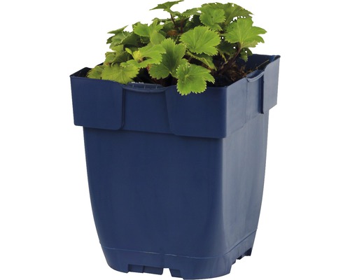 Sadenica jahody v kvetináči