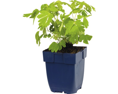 Škornica v kvetináči