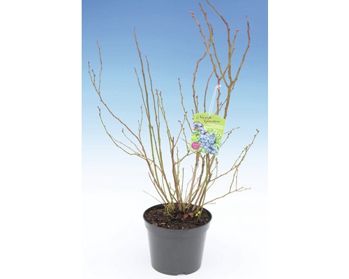 Čučoriedkový ker v kvetináči s etiketou