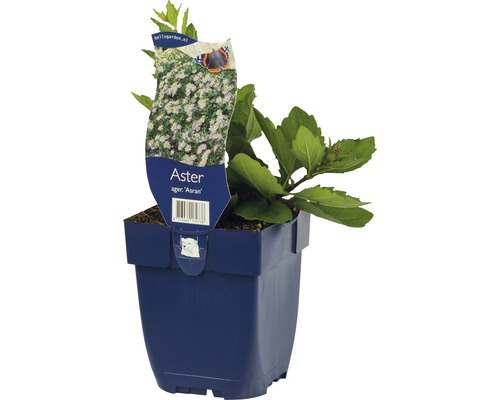 Aster Ager Asran v kvetináči