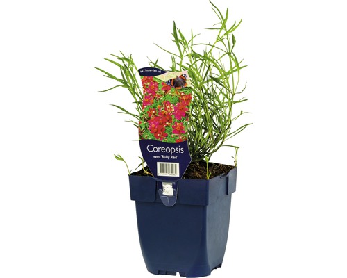 Kráska praslenová FloraSelf Coreopsis verticillata 'Ruby Red' výška 5-20 cm kvetináč 0,5 l